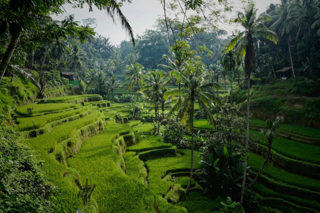 Nusa Penida Snorkeling & Ubud Culture